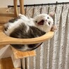ずんころ