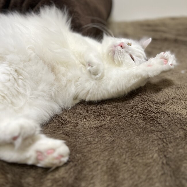 ずんころのカバー写真