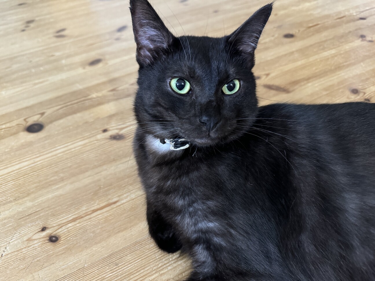 ニャオニャオ様 確認用 お取り置き9/8（月） じばにゃん様専用 2点（