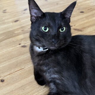 ニャオニャオおにゃ男くん