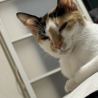 三毛猫の女の子♡