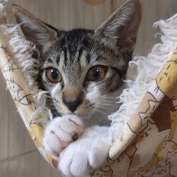 猫の譲渡会　in　名古屋市昭和生涯学習センター サムネイル2