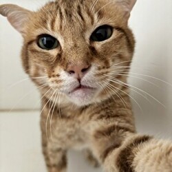 猫の譲渡会　in　名古屋市昭和生涯学習センター サムネイル3