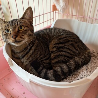 急募！家主が入院しいなくなった場所にリリース