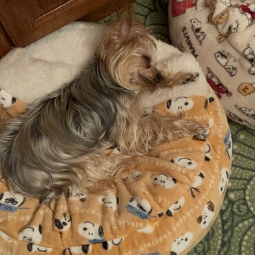 冬用ベッドの季節になりました