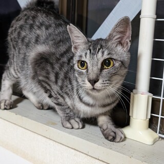 接待上手な人慣れ抜群なサバトラ男の子