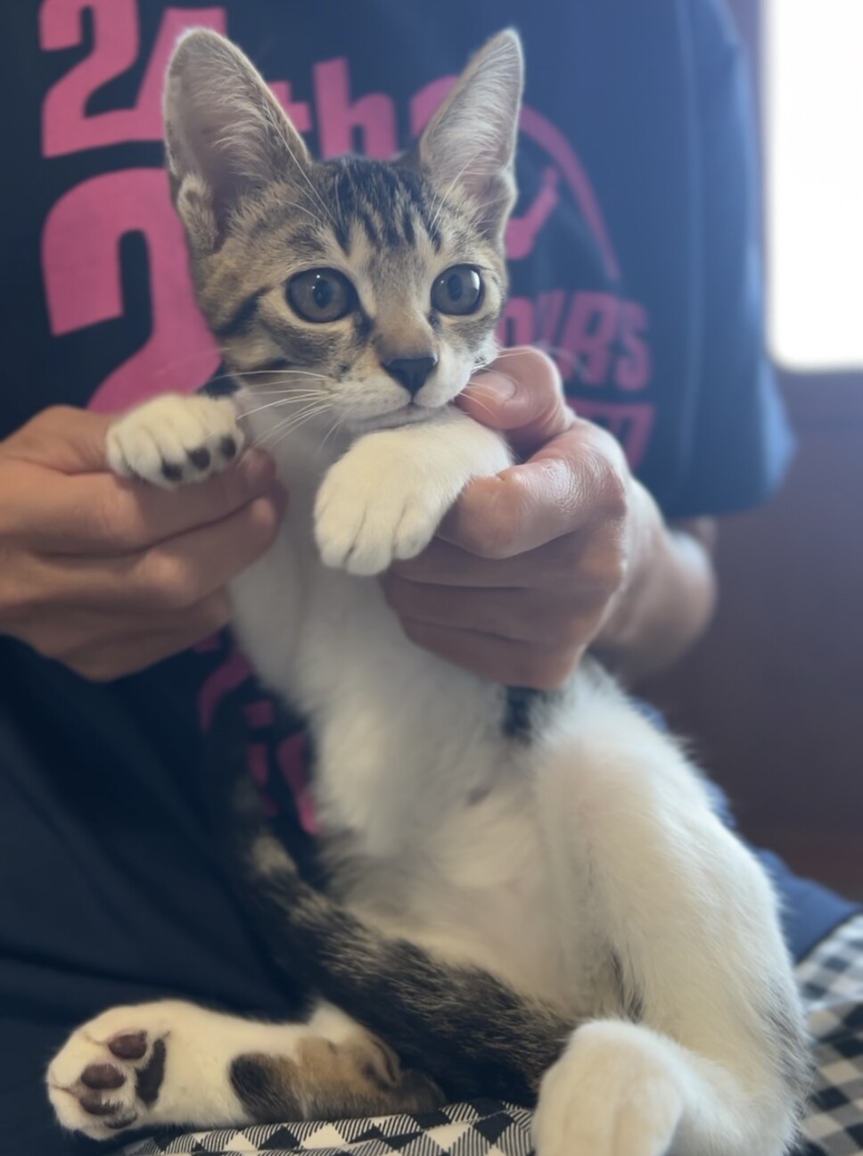 可愛いキジシロ子猫 サムネイル2