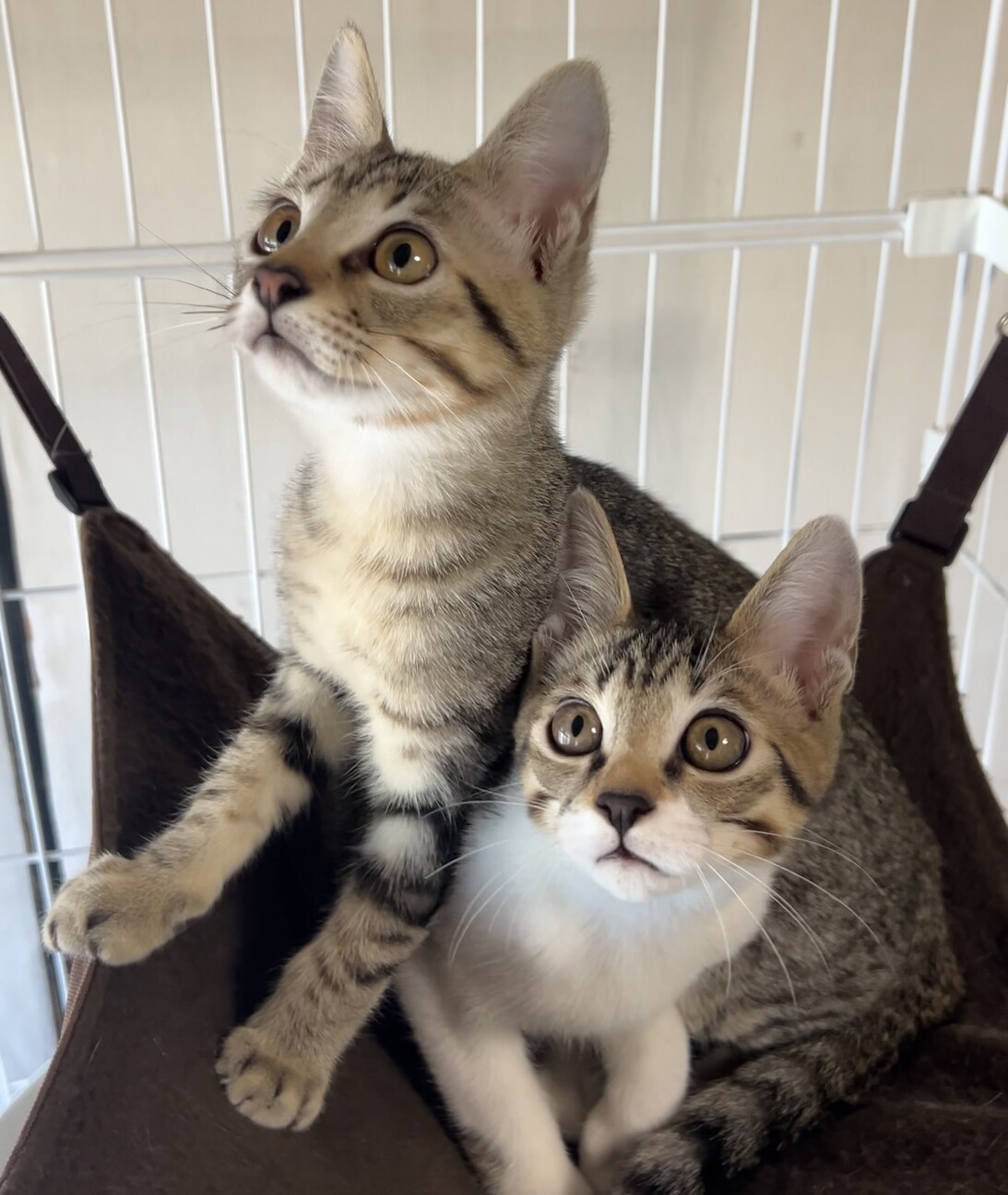 可愛いキジシロ子猫 サムネイル3