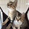 可愛いキジシロ子猫 サムネイル3