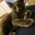 ｸﾞﾚｰの猫ﾁｬﾝ♡