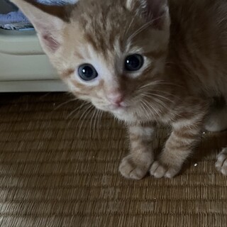 可愛い三兄妹の銀星（ぎんせい）