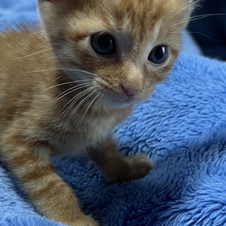 可愛い三兄妹の銀河（ぎんが）