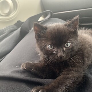 子猫(1ヶ月ほど)とても甘えん坊さん