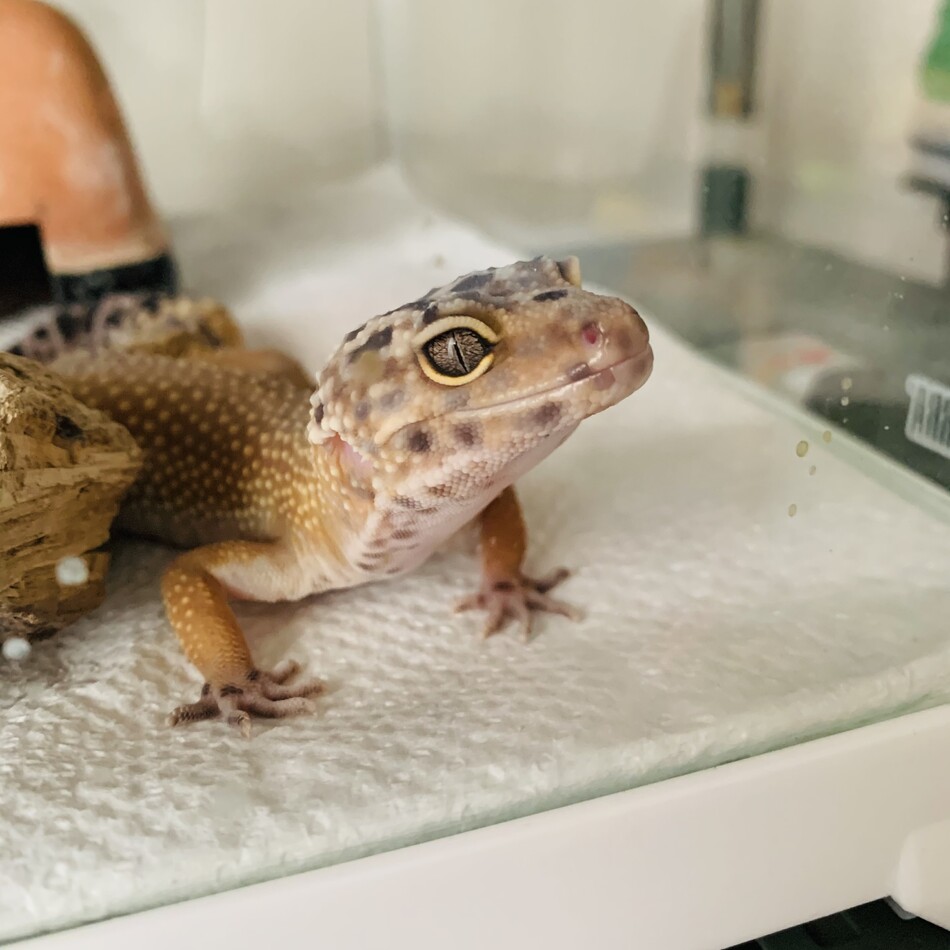 ミケランジェロのカバー写真