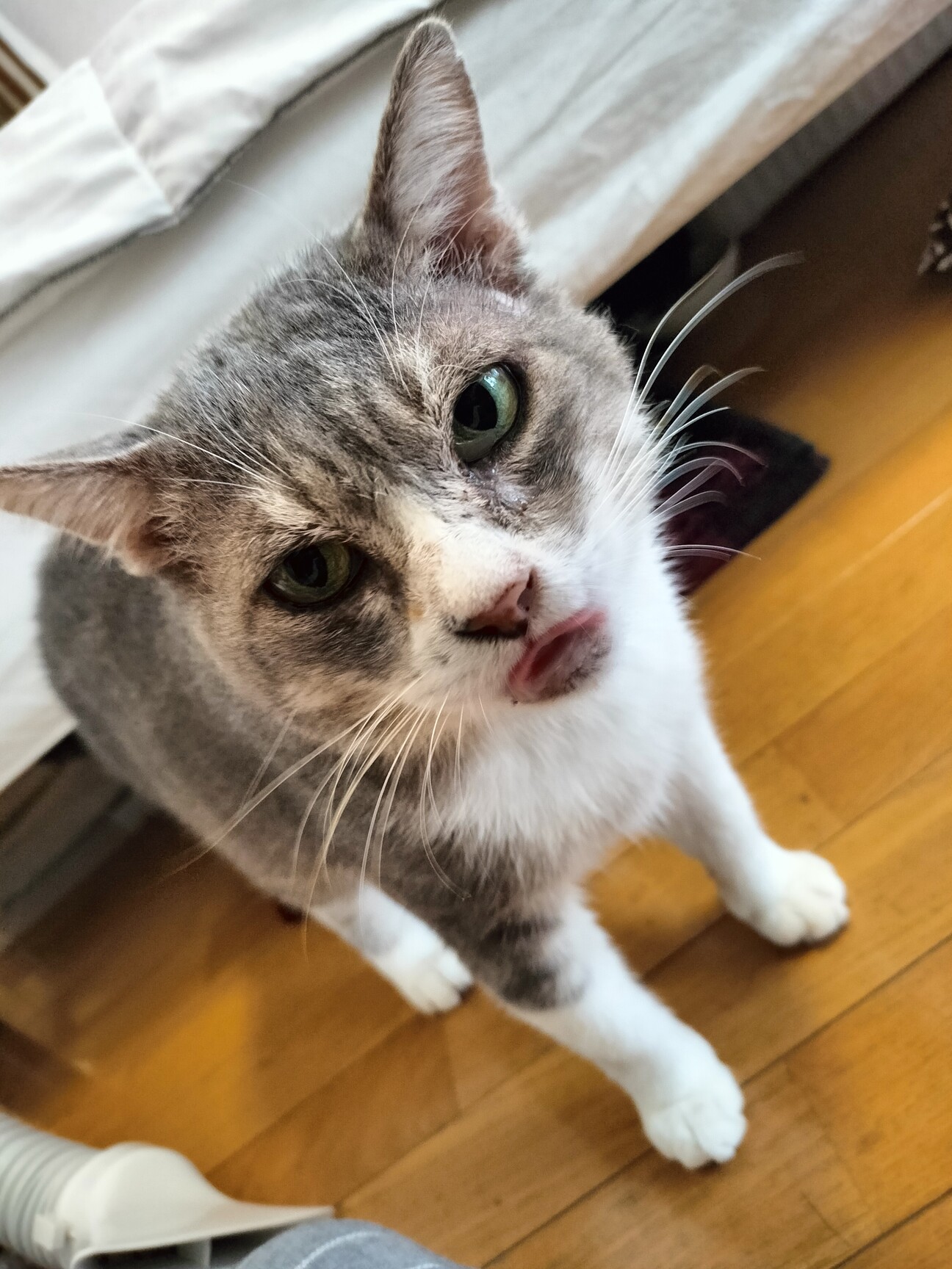 目つき悪いが甘えん坊のグ」東京都 - 猫の里親募集(498134