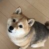 甘えんぼの豆柴ちろる(7歳)です！ サムネイル2