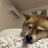 甘えんぼの豆柴ちろる(7歳)です！ サムネイル3
