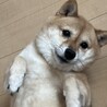 甘えんぼの豆柴ちろる(7歳)です！ サムネイル4