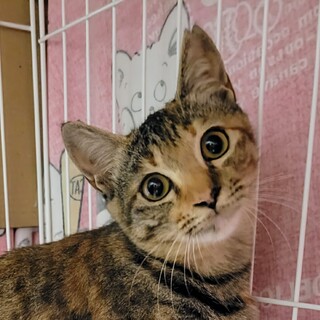 ゴロゴロが止まらない　ハニーちゃん6ヶ月