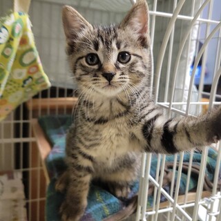 ふわふわまん丸なチーズちゃん　2ヶ月