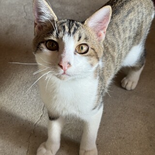 とっても甘えん坊　柴くん