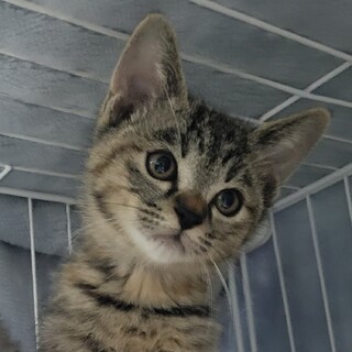 遊び大好きバニラちゃん　3ヶ月