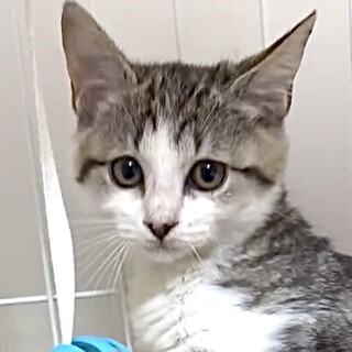 人が大好きで懐っこい甘え子の桃姫