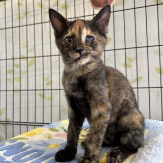 臆病だけど慣れると甘えてくれそう4ヶ月おこげちゃん