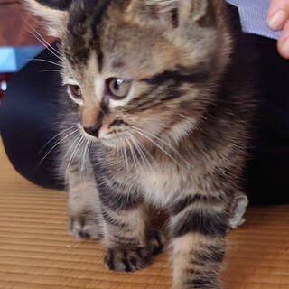 《キジ黒♀》生後2か月　里親募集中！（里親決定）