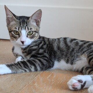 人慣れした甘えん坊ミミタ君