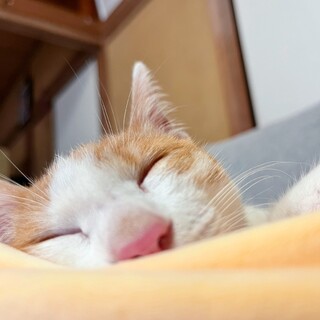 とっても愛らしいネコくんをどうか家族に