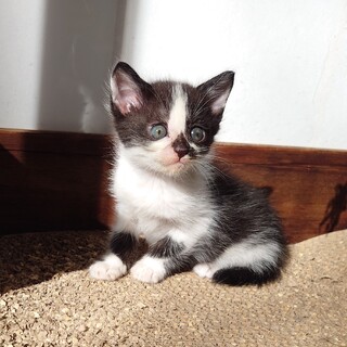 《白黒ハチワレ♂》生後2か月　里親募集中！