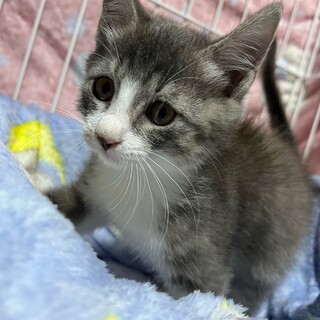 おてんば娘あさちゃん