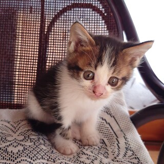 《キジトラ×白♂》生後2か月　里親募集中《交渉中》