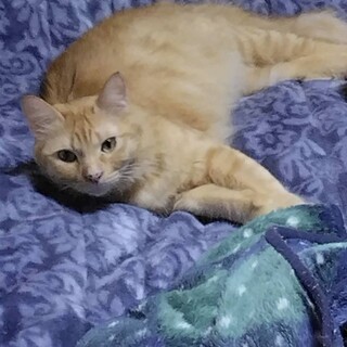 チャトラの長毛です。