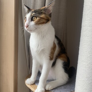おてんばで可愛い三毛猫です^ ^