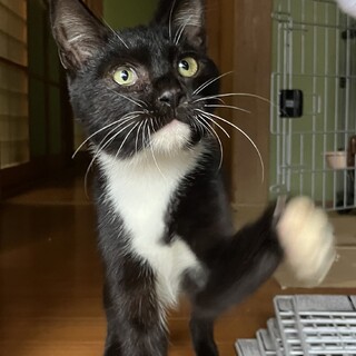 【受付停止中】人懐っこい野良猫ちゃん