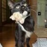 【受付停止中】人懐っこい野良猫ちゃん サムネイル2