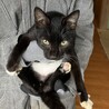 【受付停止中】人懐っこい野良猫ちゃん サムネイル3