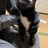 【受付停止中】人懐っこい野良猫ちゃん サムネイル4