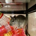 デグーマウス 男の子  2024/05下旬生まれ 