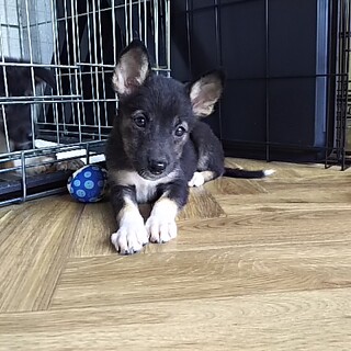 保護犬！『明菜』ちゃん！！