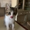 ご飯ご馳走様のぺろり！カリカリも食べられるようになりました！