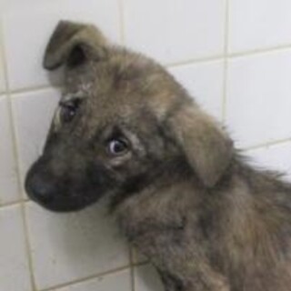 緊急！10月30日迄！　生後2ヶ月のまだ幼い子犬