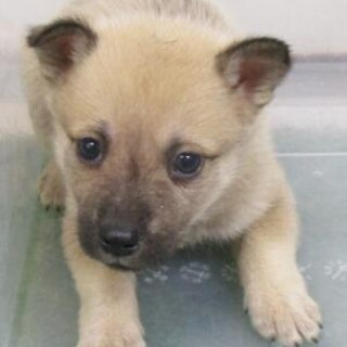 緊急！10月30日迄！　生後1ヶ月のまだ幼い子犬