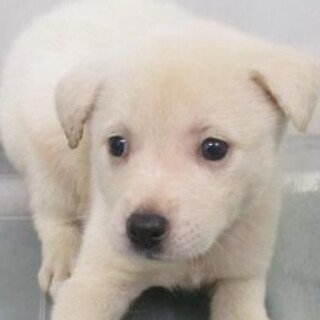 緊急！10月30日迄！　生後1ヶ月のまだ幼い子犬