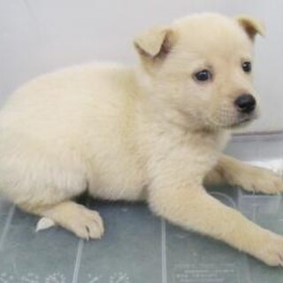 緊急！10月30日迄！　生後1ヶ月のまだ幼い子犬