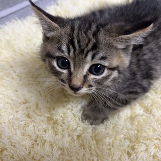 大人しいサバトラの男の子