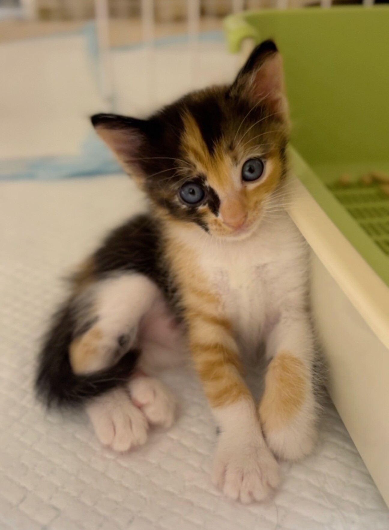 トラ模様も入ってる三毛猫」東京都 - 猫の里親募集(503293) 1枚目の