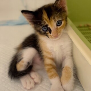 トラ模様も入ってる三毛猫」東京都 - 猫の里親募集(503293) 1枚目の